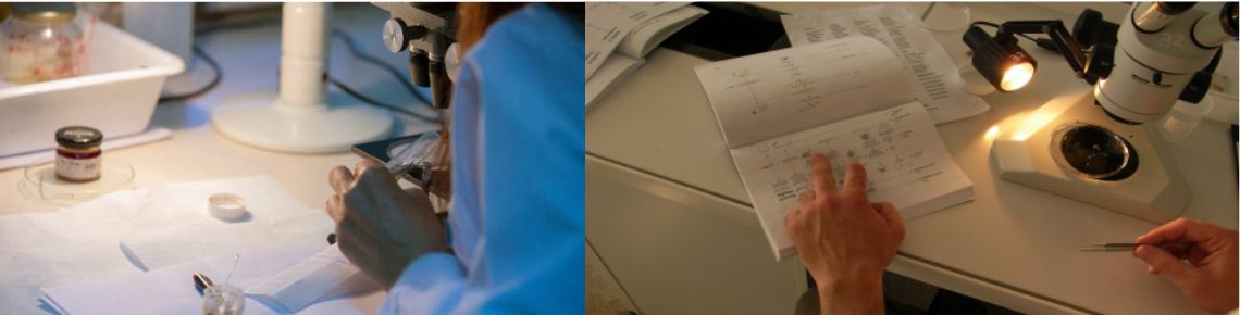 image formation